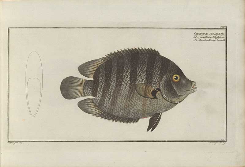 Vintage Marcus Bloch natural history fish print of Green Chromide, a detailed illustrated plate from a classic ichthyology work
