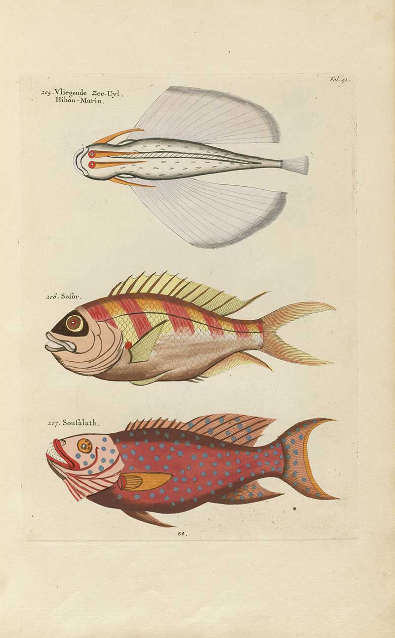Flying fish and two red and gold fish with spotted scales on a Louis Renard rainbow fish antique sea life illustration vintage natural history print