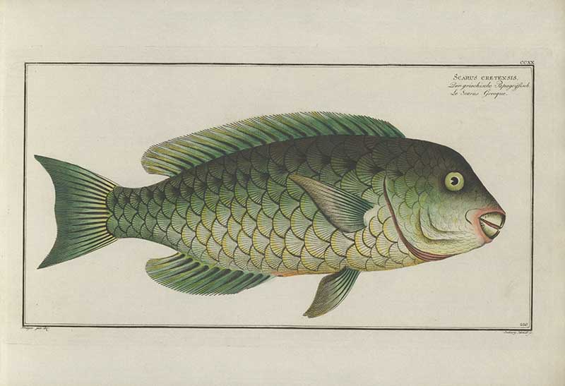 Vintage Marcus Bloch natural history fish print of Grecian Parrot-fish, a detailed illustrated plate from a classic ichthyology work