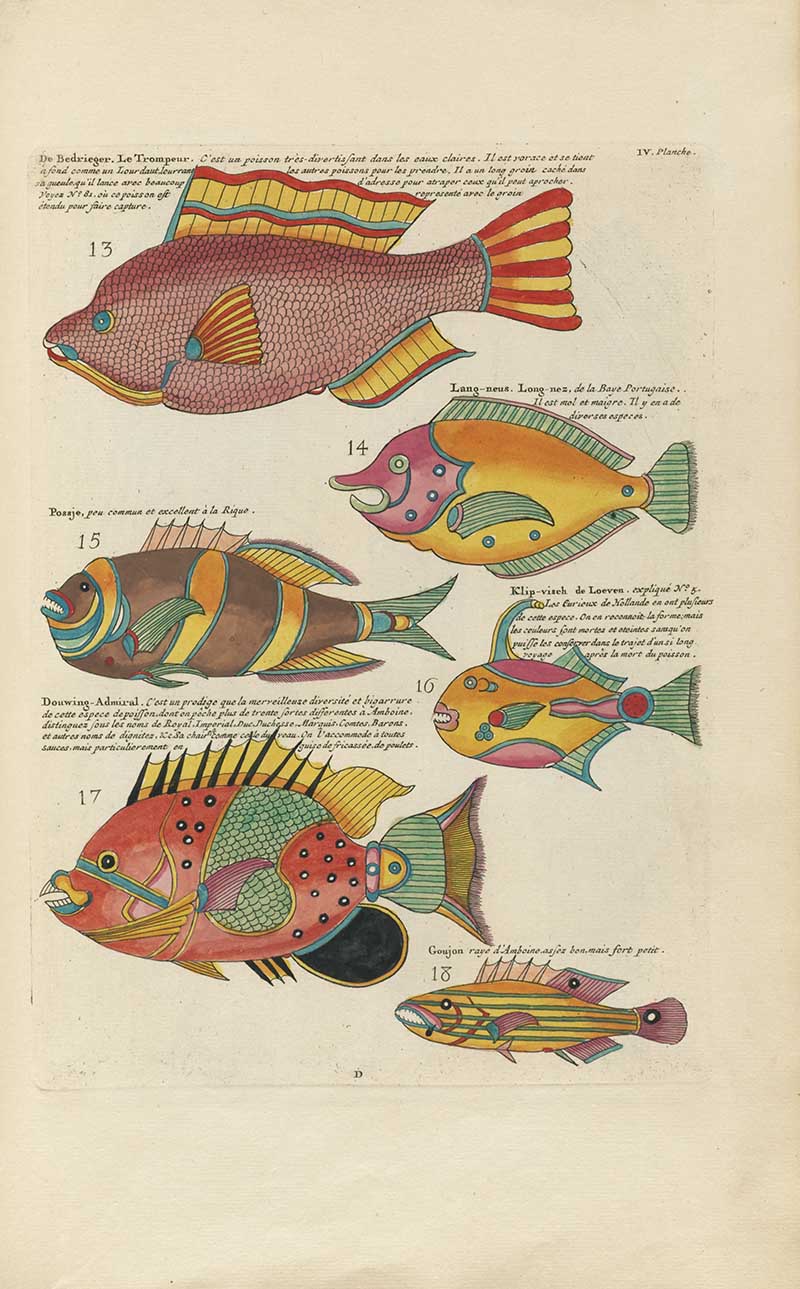 Colorful grouped fish plate with numbered red, yellow, green, and striped tropical species on a Louis Renard rainbow fish antique sea life illustration vintage natural history print