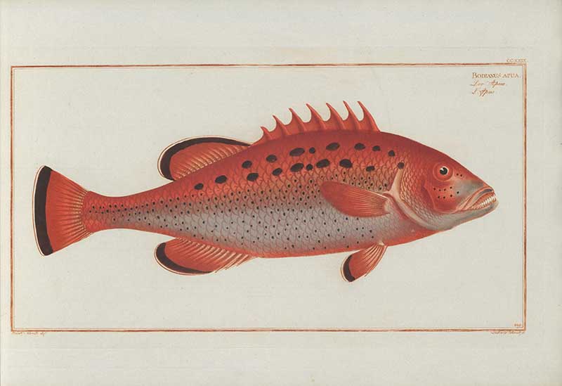 Vintage Marcus Bloch natural history fish print of Apue, a detailed illustrated plate from a classic ichthyology work