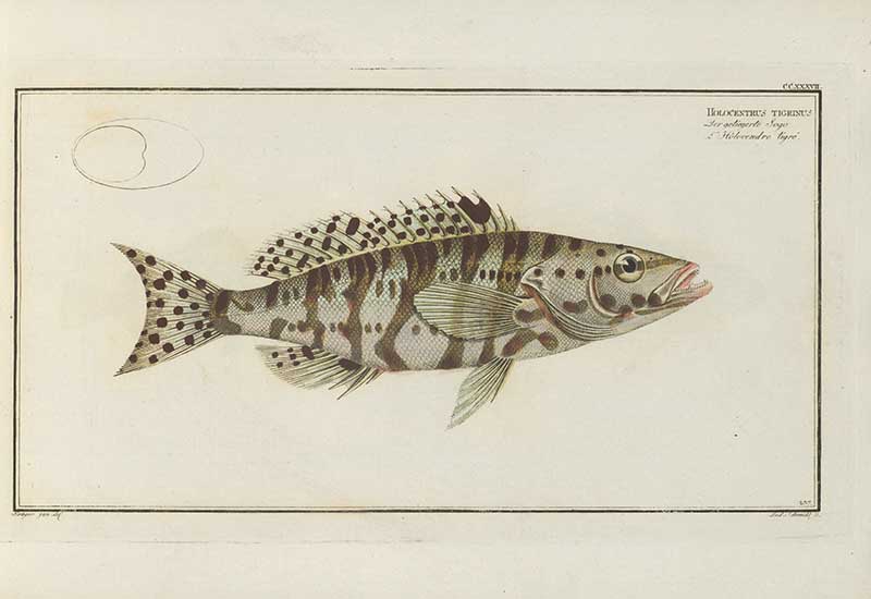 Vintage Marcus Bloch natural history fish print of Harlequin Bass, a detailed illustrated plate from a classic ichthyology work
