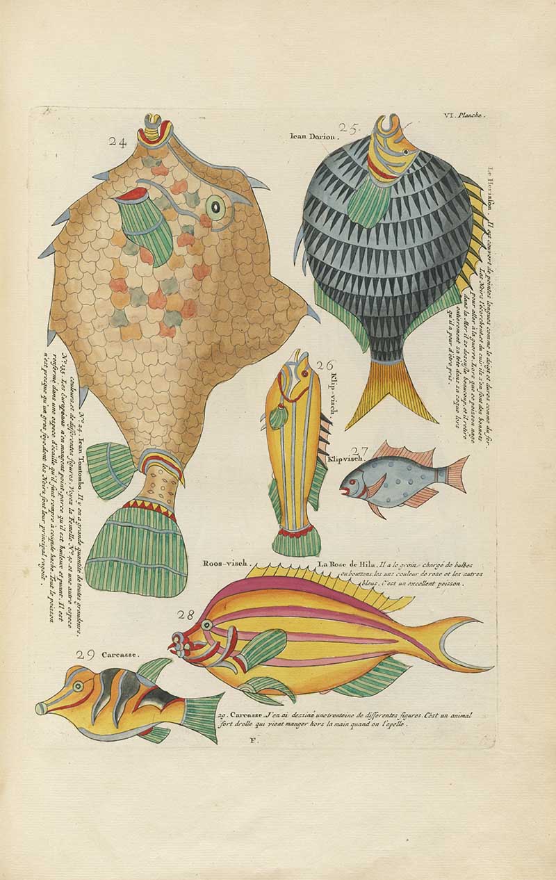 Vertical plate of patterned fish in gold, black, yellow, green, and pink from a Louis Renard rainbow fish antique sea life illustration vintage natural history print
