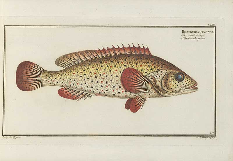 Vintage Marcus Bloch natural history fish print of Red Hind, a detailed illustrated plate from a classic ichthyology work