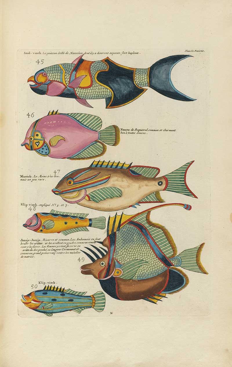 Crowded plate of brightly colored tropical fish with pink, yellow, blue, black, and green markings on a Louis Renard rainbow fish antique sea life illustration vintage natural history print