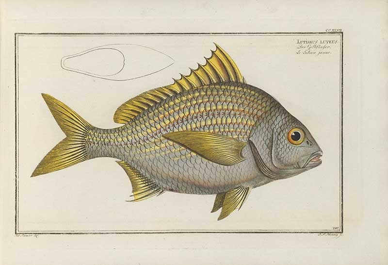 Vintage Marcus Bloch natural history fish print of Yellow Snapper, a detailed illustrated plate from a classic ichthyology work