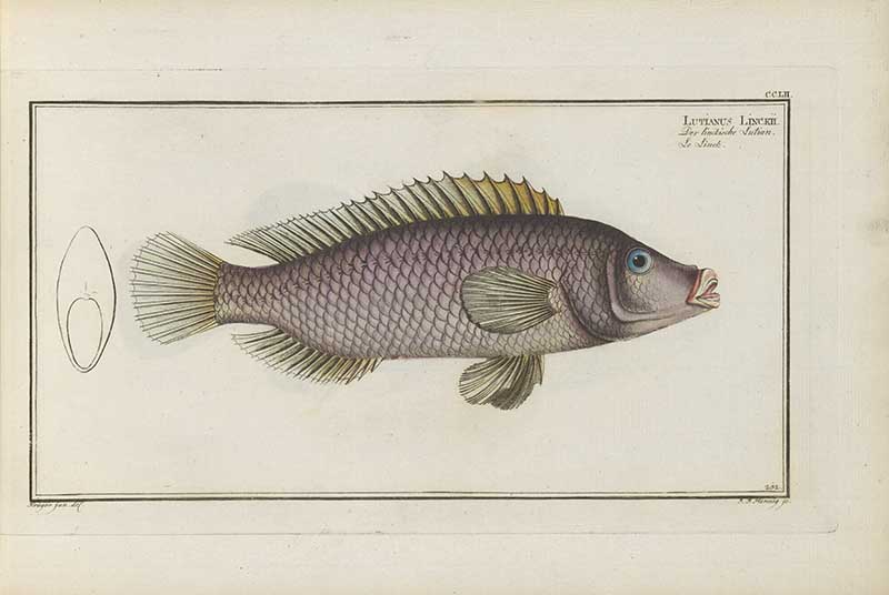 Vintage Marcus Bloch natural history fish print of Linck's Snapper, a detailed illustrated plate from a classic ichthyology work