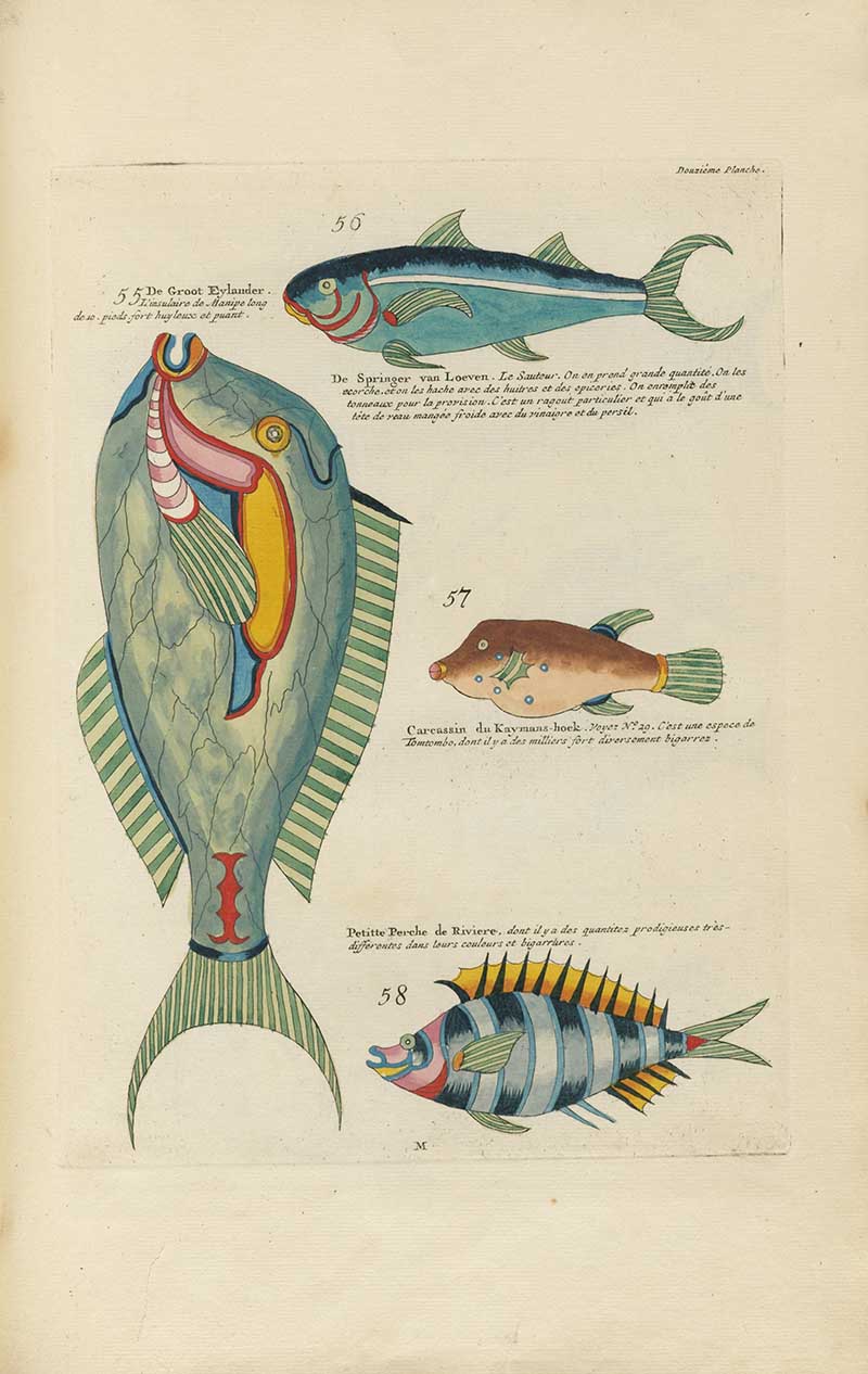 Large pale green fish with smaller blue, brown, and striped fish around it on a Louis Renard rainbow fish antique sea life illustration vintage natural history print