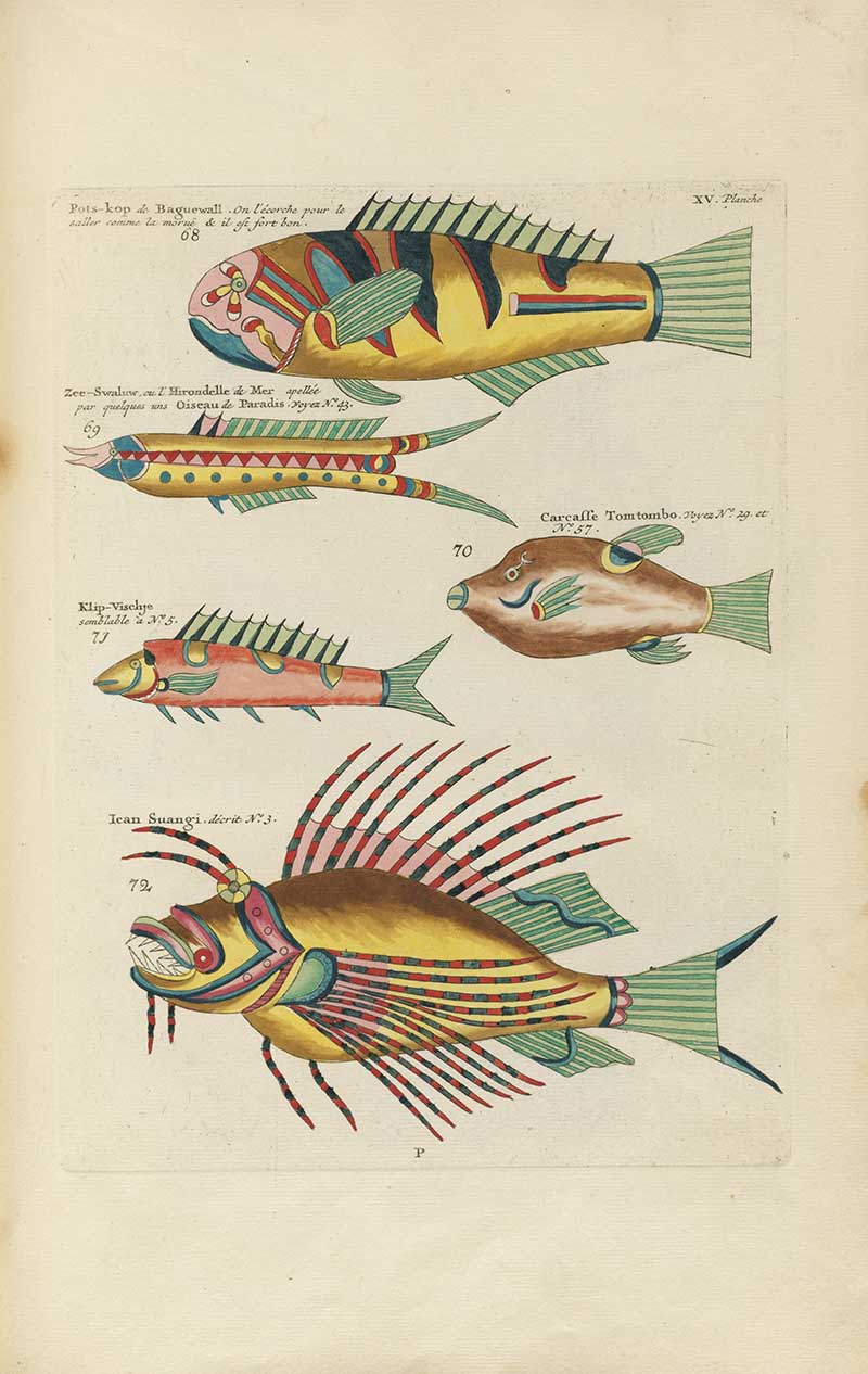 Plate of spiny and striped tropical fish in yellow, red, green, and brown on a Louis Renard rainbow fish antique sea life illustration vintage natural history print