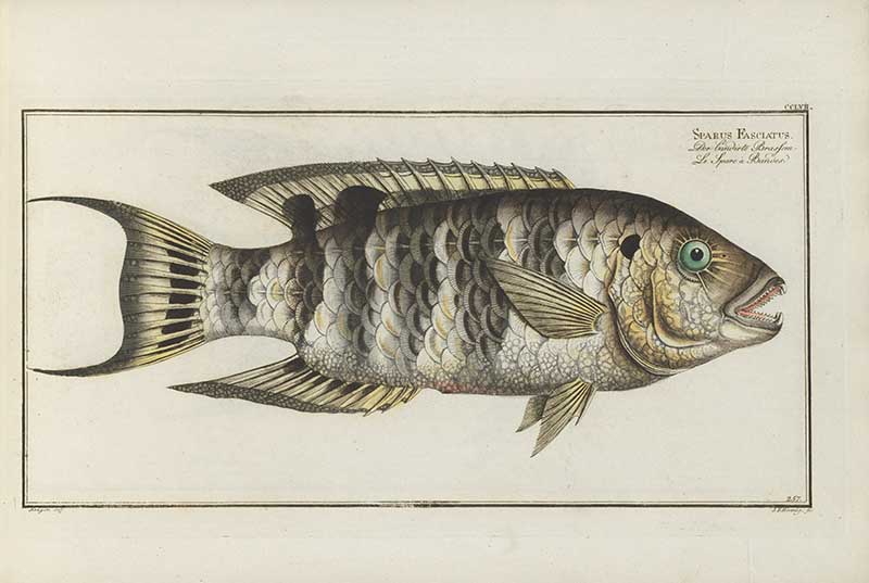 Vintage Marcus Bloch natural history fish print of Streaked Gilt-Head, a detailed illustrated plate from a classic ichthyology work