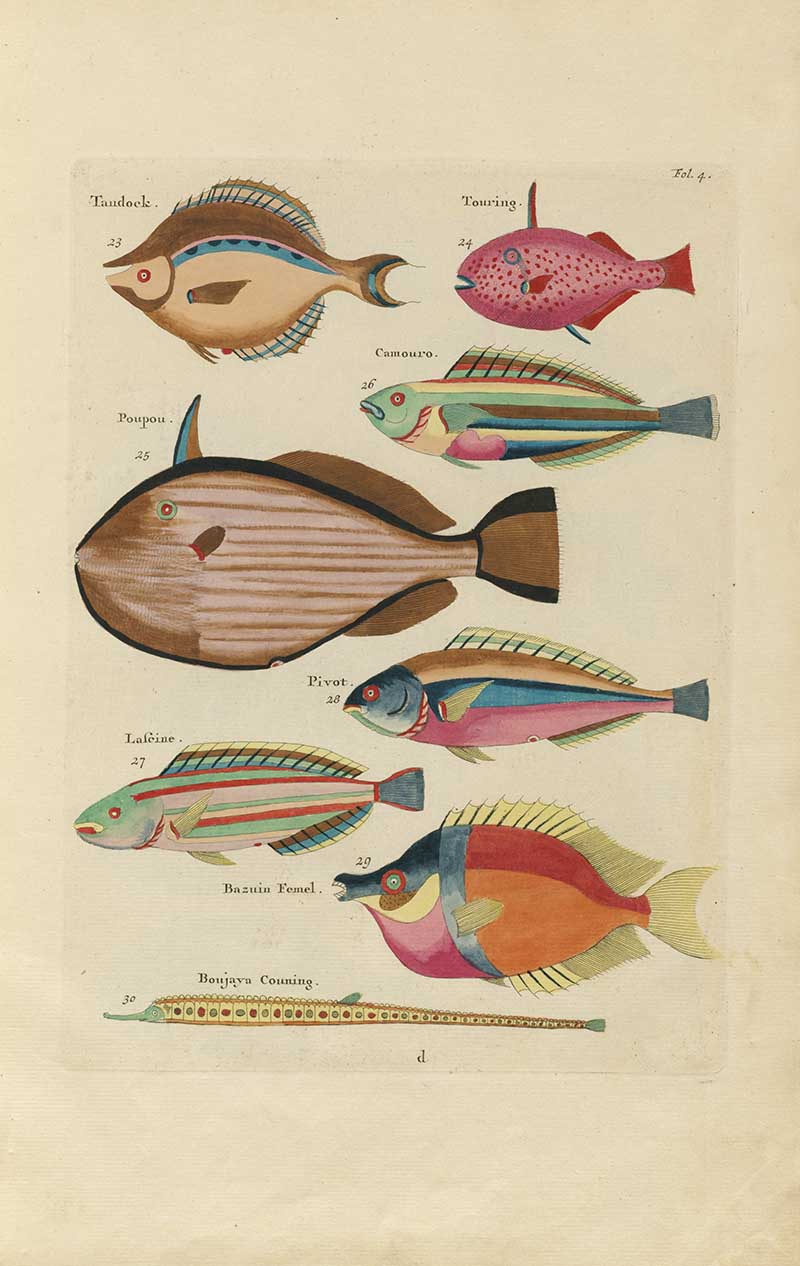 Plate of striped wrasse, long needlefish, and rounded tropical fish in pink, blue, yellow, and brown from a Louis Renard rainbow fish antique sea life illustration vintage natural history print