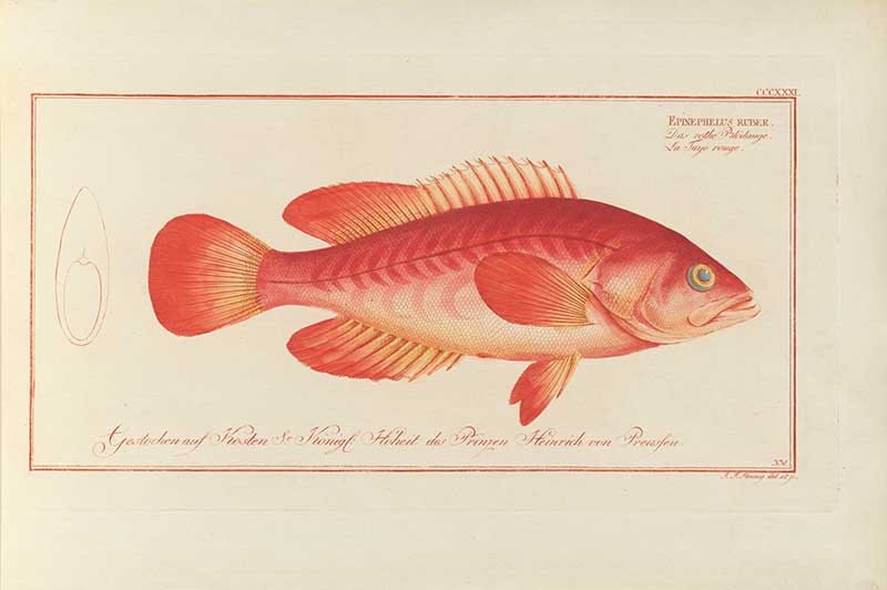 Vintage Marcus Bloch natural history fish print of Red Grouper, a detailed illustrated plate from a classic ichthyology work