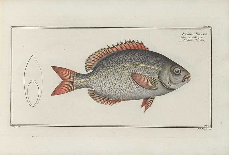 Vintage Marcus Bloch natural history fish print of Atlantic Pomfret, a detailed illustrated plate from a classic ichthyology work