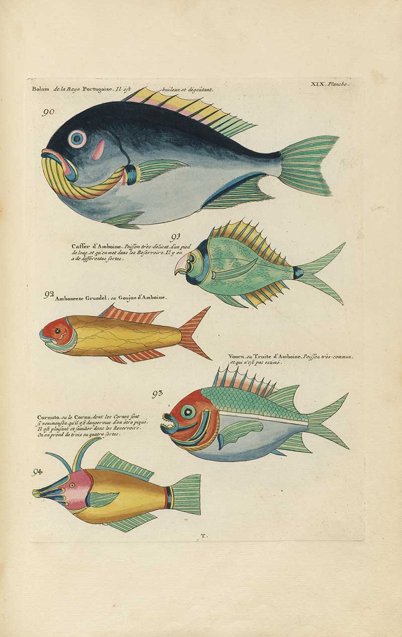 Five fish with blue, green, red, yellow, and pink coloring on a Louis Renard rainbow fish antique sea life illustration vintage natural history print