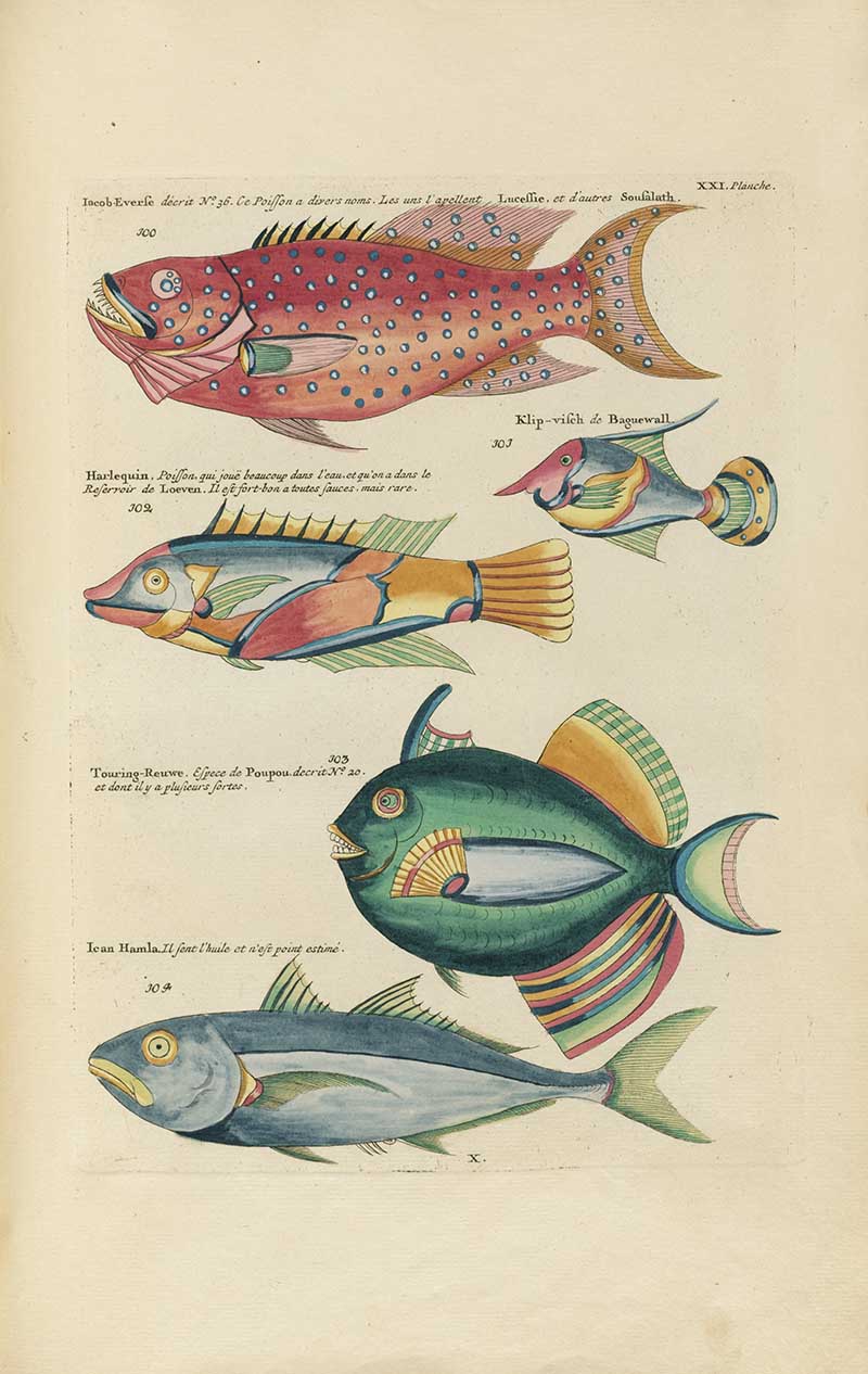 Five fish including a red spotted fish, striped orange fish, and large teal fish on a Louis Renard rainbow fish antique sea life illustration vintage natural history print