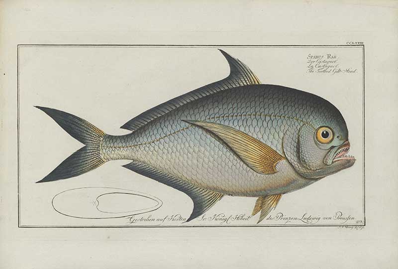 Vintage Marcus Bloch natural history fish print of Toothed Gilt-Head, a detailed illustrated plate from a classic ichthyology work