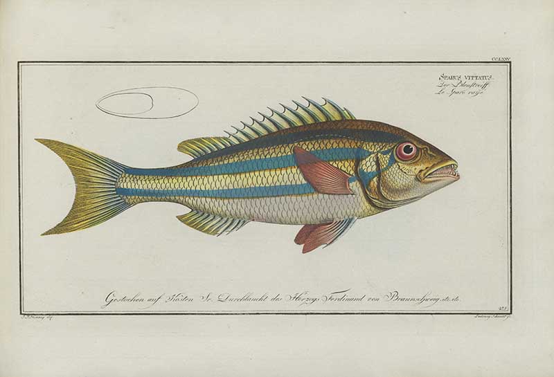 Vintage Marcus Bloch natural history fish print of Blue-striped Gilt-head, a detailed illustrated plate from a classic ichthyology work