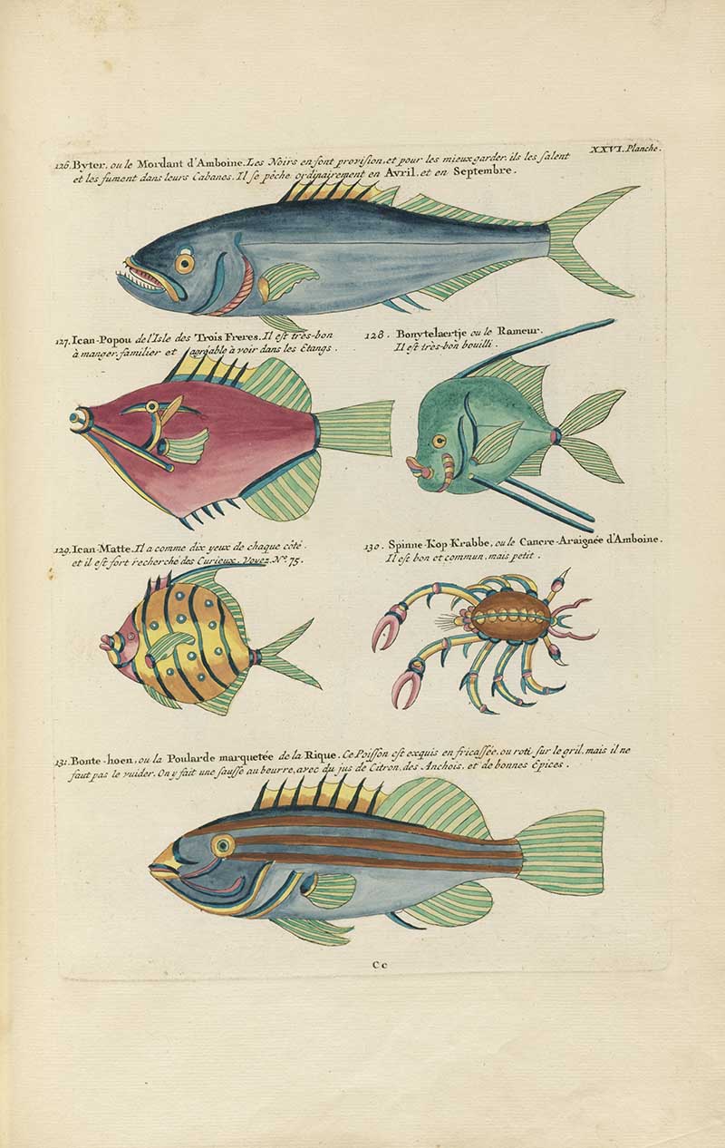 Fish, crab, and lobster-like sea creatures in blue, green, pink, and yellow on a Louis Renard rainbow fish antique sea life illustration vintage natural history print