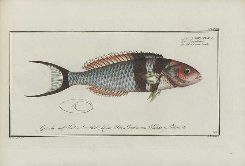 Vintage Marcus Bloch natural history fish print of Bluehead Wrasse, a detailed illustrated plate from a classic ichthyology work