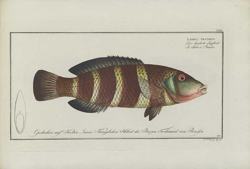 Vintage Marcus Bloch natural history fish print of Barred Thicklip Wrasse, a detailed illustrated plate from a classic ichthyology work