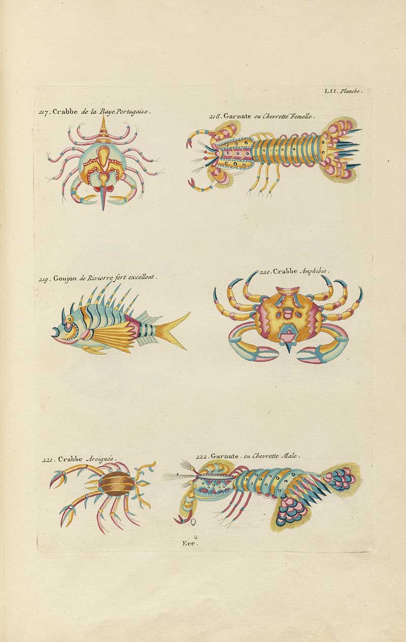 Crabs, lobster, shrimp, and a small spiny fish on a Louis Renard rainbow fish antique sea life illustration vintage natural history print