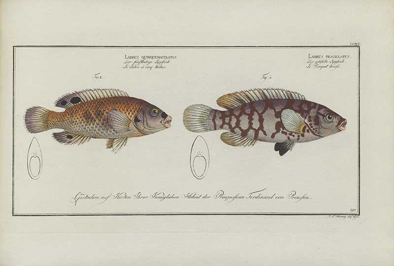 Vintage Marcus Bloch natural history fish print of Five-spotted Wrasse, a detailed illustrated plate from a classic ichthyology work