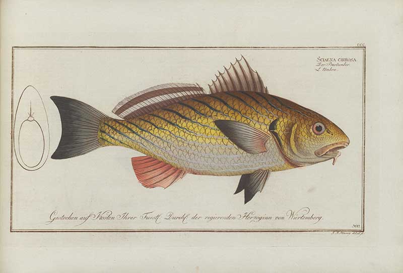 Vintage Marcus Bloch natural history fish print of Bearded Umbrine, a detailed illustrated plate from a classic ichthyology work