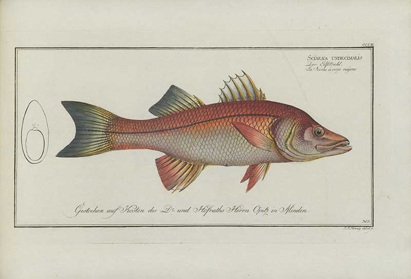 Vintage Marcus Bloch natural history fish print of Common Snook, a detailed illustrated plate from a classic ichthyology work