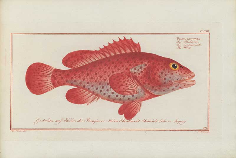 Vintage Marcus Bloch natural history fish print of Red Hind, a detailed illustrated plate from a classic ichthyology work