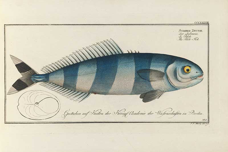 Vintage Marcus Bloch natural history fish print of Pilot Fish, a detailed illustrated plate from a classic ichthyology work