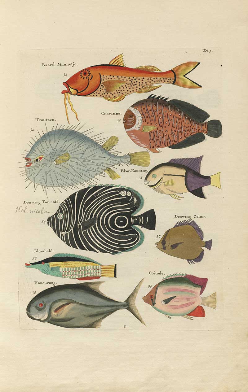 Colorful pufferfish, black patterned angelfish, and assorted tropical fish on a Louis Renard rainbow fish antique sea life illustration vintage natural history print