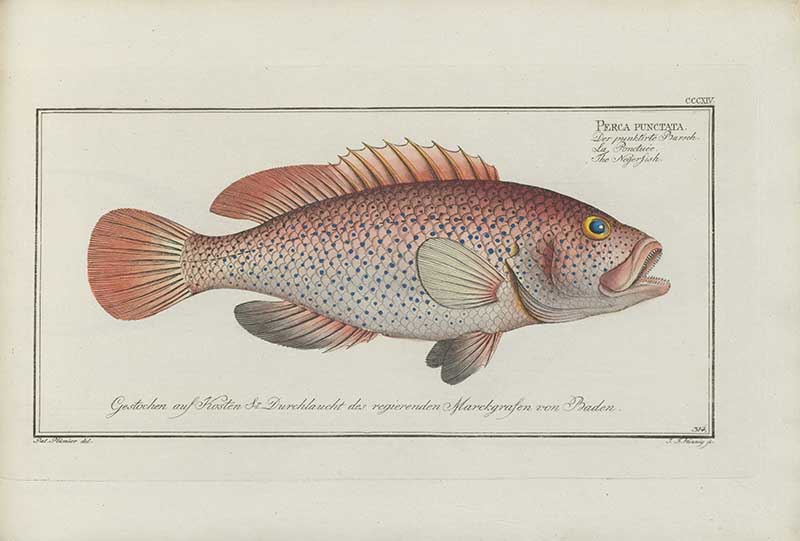 Vintage Marcus Bloch natural history fish print of Spotted Perch, a detailed illustrated plate from a classic ichthyology work