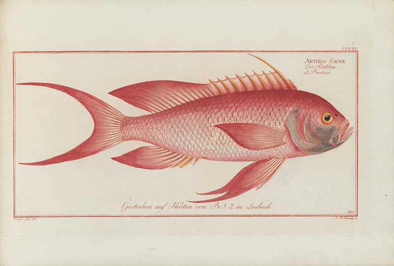 Red grunt fish