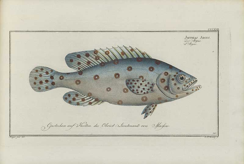 Vintage Marcus Bloch natural history fish print of Argus Fish, a detailed illustrated plate from a classic ichthyology work