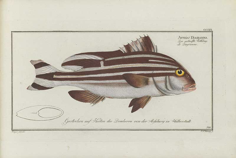 Vintage Marcus Bloch natural history fish print of Striped Sweetlips, a detailed illustrated plate from a classic ichthyology work