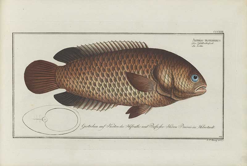 Vintage Marcus Bloch natural history fish print of the Tortoise-fish, a detailed illustrated plate from a classic ichthyology work