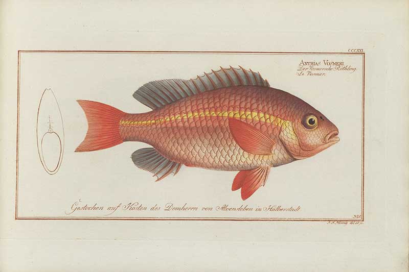 Vintage Marcus Bloch natural history fish print of Vosmar's Grunt-Fish, a detailed illustrated plate from a classic ichthyology work