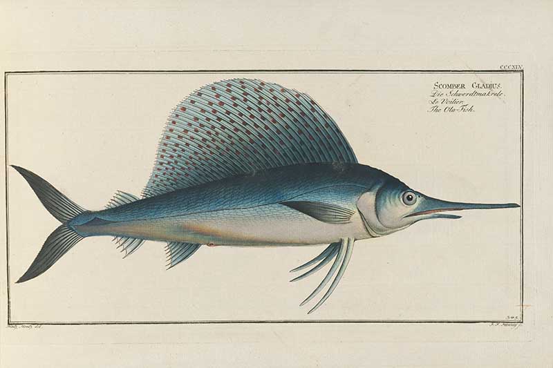 Vintage Marcus Bloch natural history fish print of Atlantic Sailfish, a detailed illustrated plate from a classic ichthyology work