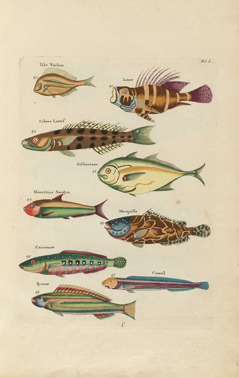 Assorted tropical fish with striped, spotted, and speckled patterns in red, green, blue, and yellow on a Louis Renard rainbow fish antique sea life illustration vintage natural history print