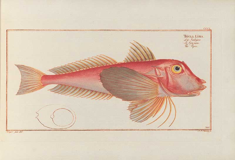 Vintage Marcus Bloch natural history fish print of Piper Gurnard, a detailed illustrated plate from a classic ichthyology work