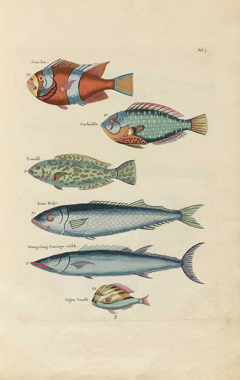 Five tropical fish including blue silver, spotted green, and striped red species on a Louis Renard rainbow fish antique sea life illustration vintage natural history print