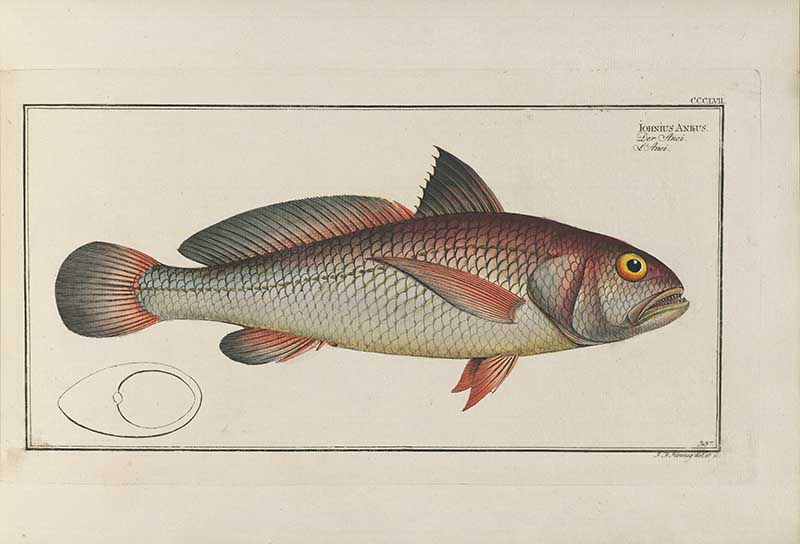Vintage Marcus Bloch natural history fish print of Aney Fish, a detailed illustrated plate from a classic ichthyology work