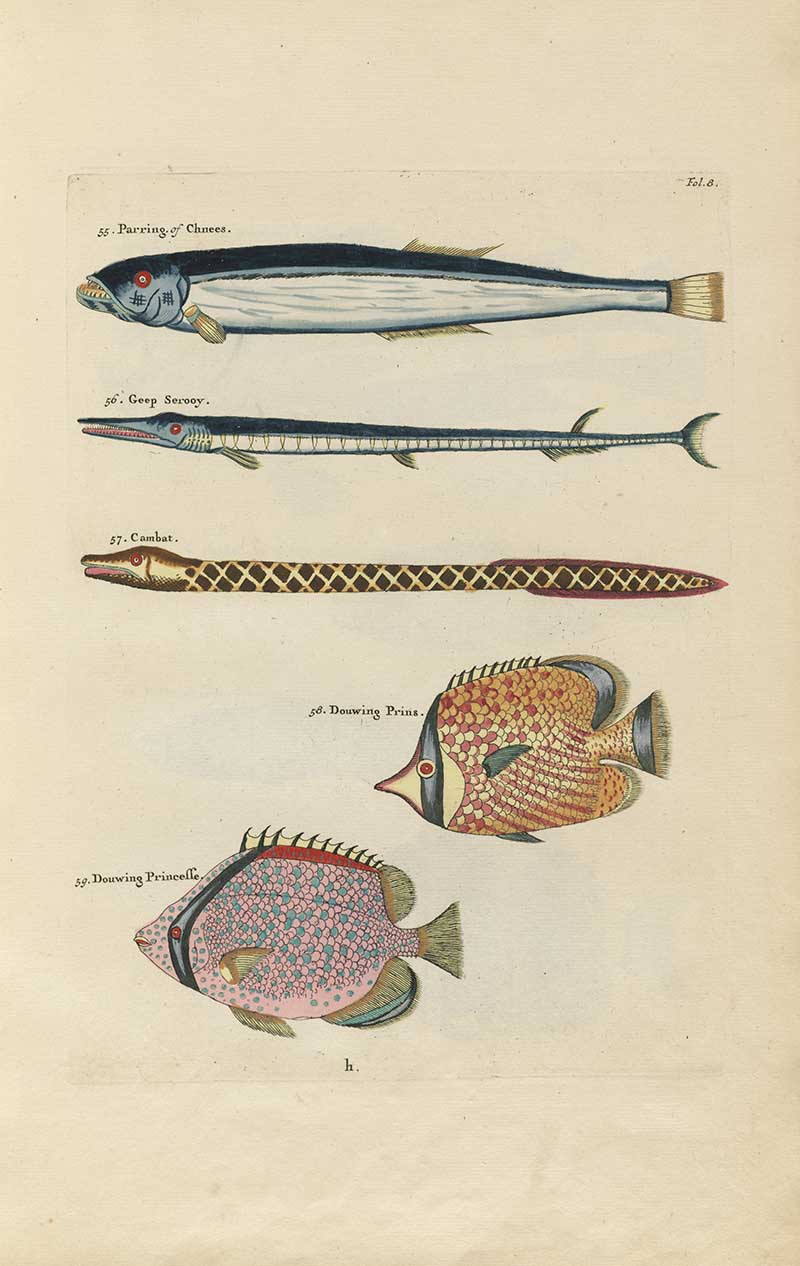 Long slender fish, pipefish, and patterned round tropical fish on a Louis Renard rainbow fish antique sea life illustration vintage natural history print