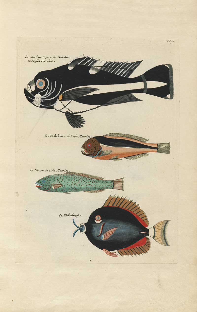 Black, turquoise, and spotted tropical fish with dramatic fins on a Louis Renard rainbow fish antique sea life illustration vintage natural history print