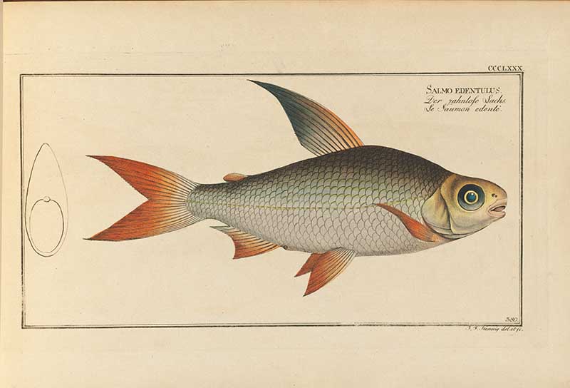 Vintage Marcus Bloch natural history fish print of Toothless Salmon, a detailed illustrated plate from a classic ichthyology work