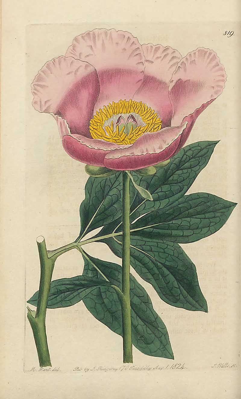 Candian Peony Edwards Botancial Registar