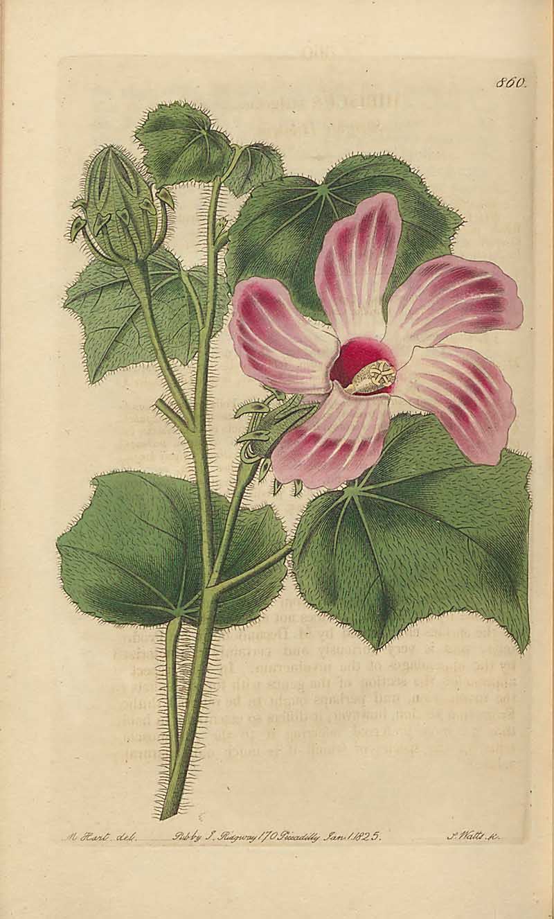 Strigosus Hibiscus  Edwards Botanical Registar