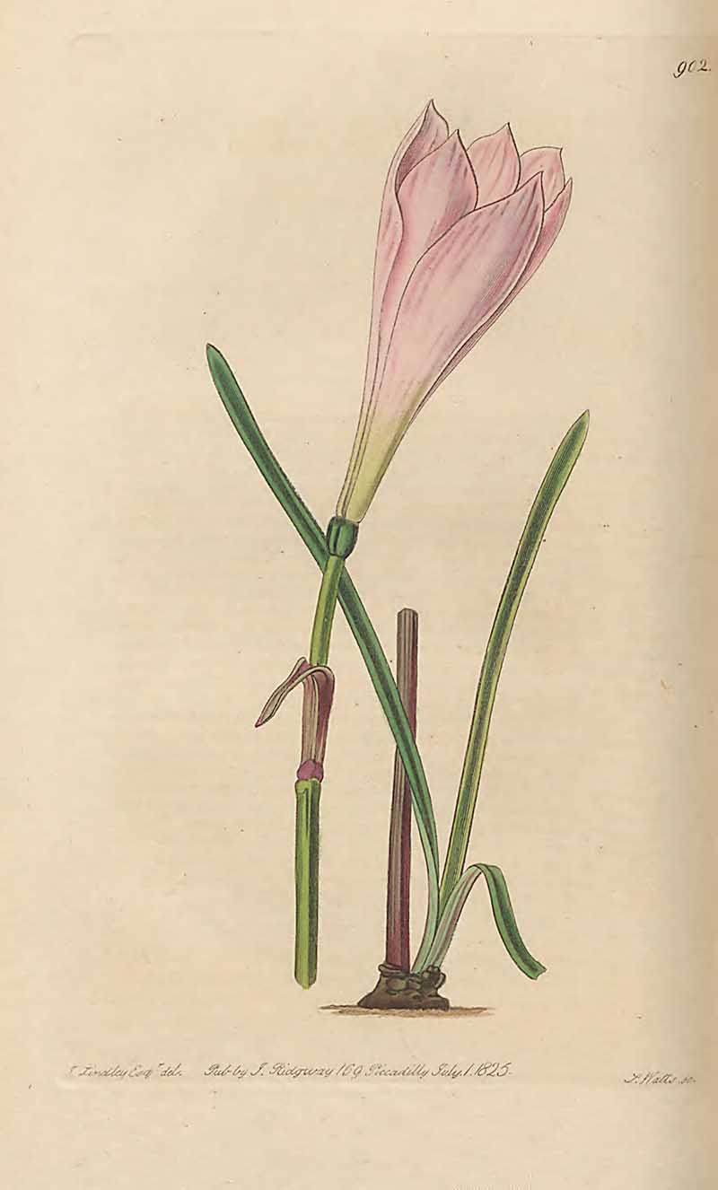 Large flowered Zephyranthes Edwards Botanical Registar