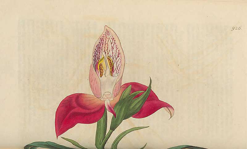 Red Disa Orchid Edwards Botancial Register