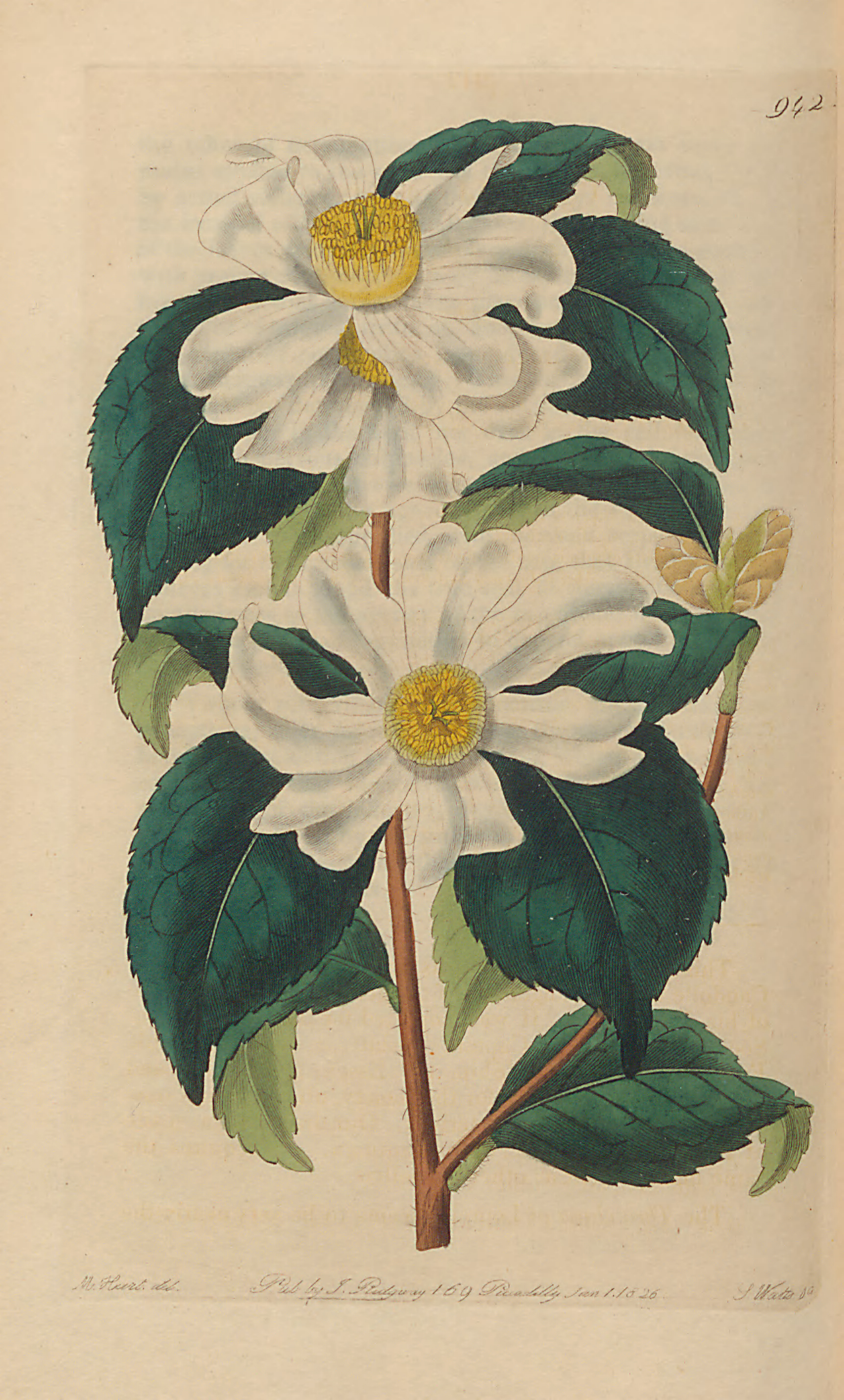 int 95. Oil-seed Camillia Edwards Botanical Registar